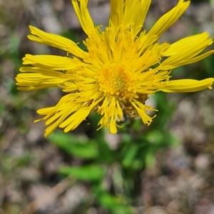 Podolepis jaceoides at Karabar, NSW - 8 Nov 2022