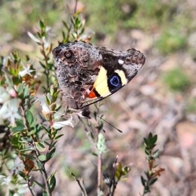 Vanessa itea (Yellow Admiral) at Carwoola, NSW - 6 Nov 2022 by roachie