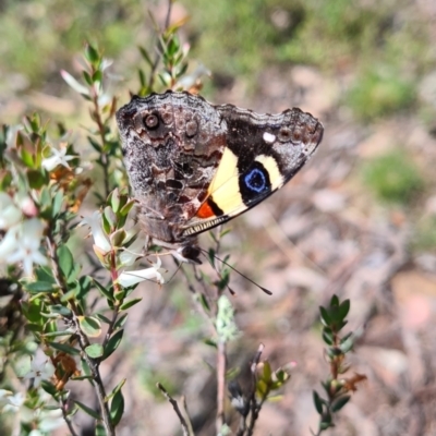 Vanessa itea (Yellow Admiral) at Carwoola, NSW - 5 Nov 2022 by roachie