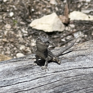 Amphibolurus muricatus at Paddys River, ACT - 8 Nov 2022 12:32 PM