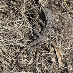 Amphibolurus muricatus (Jacky Lizard) at Tidbinbilla Nature Reserve - 7 Nov 2022 by Bugologist