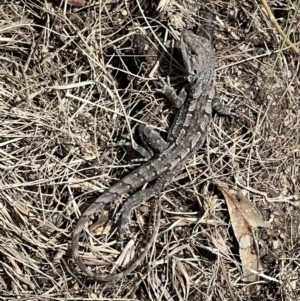 Amphibolurus muricatus at Paddys River, ACT - 8 Nov 2022