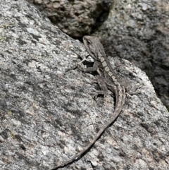 Amphibolurus muricatus (Jacky Lizard) at Tidbinbilla Nature Reserve - 8 Nov 2022 by Bugologist