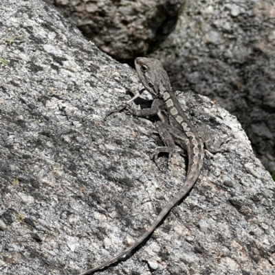 Amphibolurus muricatus (Jacky Lizard) at Paddys River, ACT - 8 Nov 2022 by FeralGhostbat