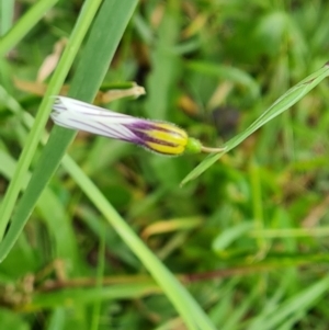 Sisyrinchium micranthum at Jerrabomberra, ACT - 8 Nov 2022