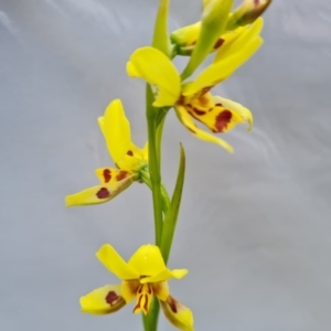 Diuris sulphurea at Jerrabomberra, ACT - 8 Nov 2022