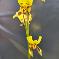 Diuris sulphurea at Jerrabomberra, ACT - 8 Nov 2022