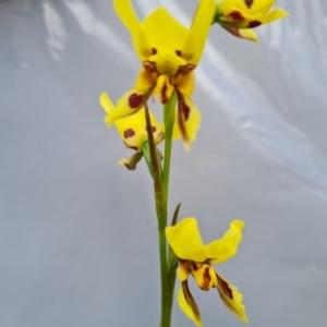 Diuris sulphurea at Jerrabomberra, ACT - 8 Nov 2022