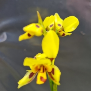 Diuris sulphurea at Jerrabomberra, ACT - 8 Nov 2022