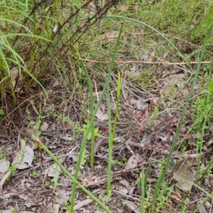 Microtis sp. at Jerrabomberra, ACT - 8 Nov 2022