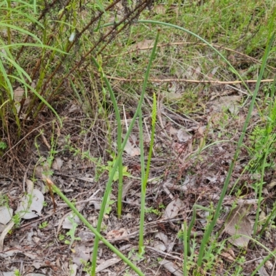 Microtis sp. (Onion Orchid) at Wanniassa Hill - 8 Nov 2022 by Mike