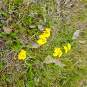 Goodenia pinnatifida at Symonston, ACT - 7 Nov 2022