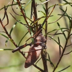 Amorbus sp. (genus) at Coree, ACT - 8 Nov 2022