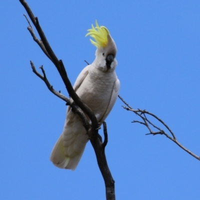 Cacatua galerita (Sulphur-crested Cockatoo) at Kambah, ACT - 2 Nov 2022 by RodDeb