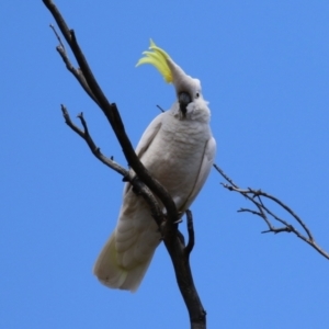 Cacatua galerita at Kambah, ACT - 2 Nov 2022