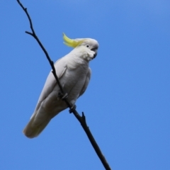 Cacatua galerita at Kambah, ACT - 2 Nov 2022