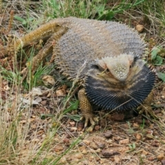 Pogona barbata (Eastern Bearded Dragon) at Mount Majura - 5 Nov 2022 by SRyan