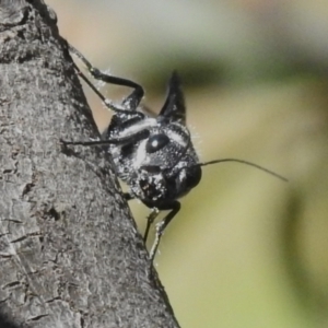 Megalyra sp. (genus) at Coree, ACT - 8 Nov 2022