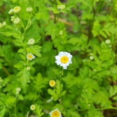 Tanacetum parthenium (Feverfew) at Jerrabomberra, ACT - 8 Nov 2022 by Mike