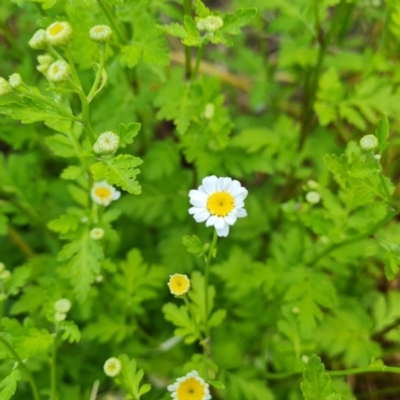 Tanacetum parthenium (Feverfew) at Wanniassa Hill - 8 Nov 2022 by Mike