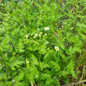 Tanacetum parthenium at Jerrabomberra, ACT - 8 Nov 2022