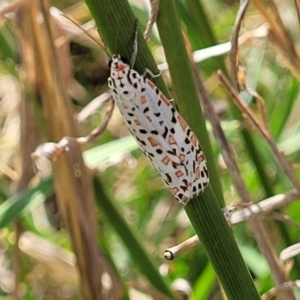 Utetheisa pulchelloides at Macgregor, ACT - 8 Nov 2022