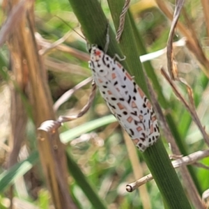 Utetheisa pulchelloides at Macgregor, ACT - 8 Nov 2022