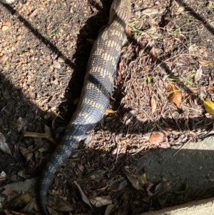 Tiliqua scincoides scincoides at Hughes, ACT - suppressed