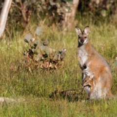 Notamacropus rufogriseus (Red-necked Wallaby) at Mulligans Flat - 8 Nov 2022 by pjpiper