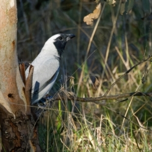 Coracina novaehollandiae at Forde, ACT - 8 Nov 2022