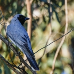 Coracina novaehollandiae at Forde, ACT - 8 Nov 2022