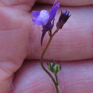 Linaria pelisseriana at Hawker, ACT - 6 Nov 2022