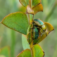 Calomela parilis (Leaf beetle) at Jerrabomberra, ACT - 8 Nov 2022 by Mike