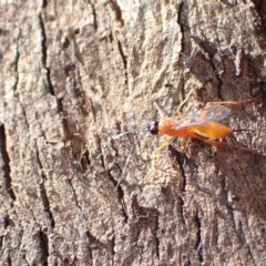 Stiromesostenus sp. (genus) (An ichneumon wasp) at Murrumbateman, NSW - 7 Nov 2022 by SimoneC
