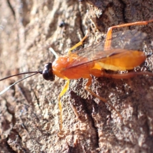 Ichneumonidae (family) at Murrumbateman, NSW - 7 Nov 2022 05:01 PM