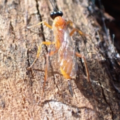 Ichneumonidae (family) at Murrumbateman, NSW - 7 Nov 2022 05:01 PM