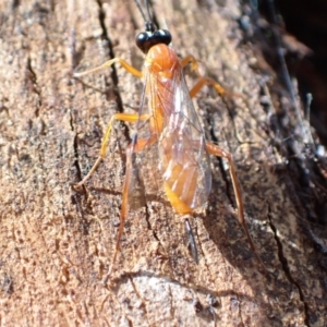 Stiromesostenus sp. (genus) at Murrumbateman, NSW - 7 Nov 2022 05:01 PM