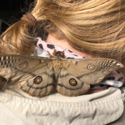 Opodiphthera eucalypti (Emperor Gum Moth) at Hackett, ACT - 8 Nov 2022 by rosiecooney