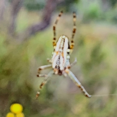 Plebs bradleyi (Enamelled spider) at Wanniassa Hill - 8 Nov 2022 by Mike