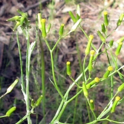 Senecio quadridentatus (Cotton Fireweed) at Hawker, ACT - 5 Nov 2022 by sangio7