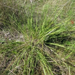 Luzula sp. at Hawker, ACT - 10 Nov 2022