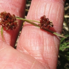 Luzula sp. at Hawker, ACT - 10 Nov 2022