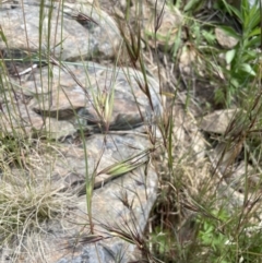 Themeda triandra (Kangaroo Grass) at Yass, NSW - 8 Nov 2022 by JaneR