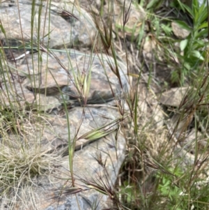 Themeda triandra at Yass, NSW - 8 Nov 2022 02:58 PM