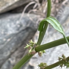 Rumex brownii (Slender Dock) at Yass, NSW - 8 Nov 2022 by JaneR