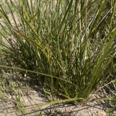 Lomandra longifolia at Yass, NSW - 8 Nov 2022