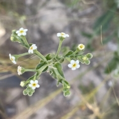 Hackelia suaveolens (Sweet Hounds Tongue) at Yass, NSW - 8 Nov 2022 by JaneR