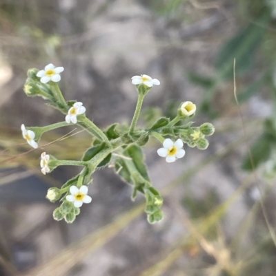 Hackelia suaveolens (Sweet Hounds Tongue) at Yass, NSW - 8 Nov 2022 by JaneR