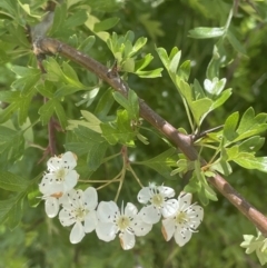 Crataegus monogyna (Hawthorn) at Yass, NSW - 8 Nov 2022 by JaneR