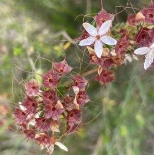 Calytrix tetragona at Yass, NSW - 8 Nov 2022 02:30 PM